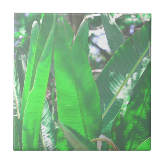 Summer Vibes Banana Tree Blätter Blassgrüne Pastel Fliese (Vorderseite)