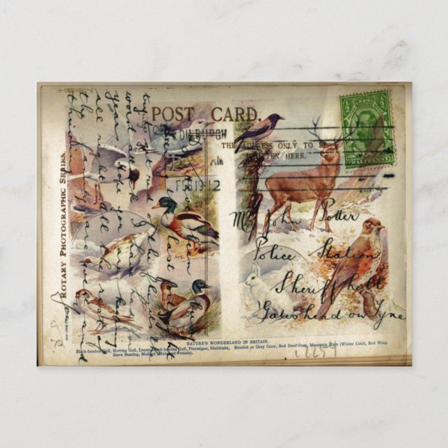 Summer & Winter Wildlife Postkarte (Vorderseite)