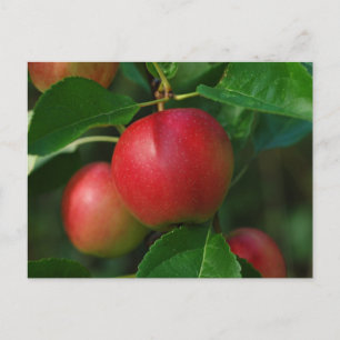 Summerapfel Postkarte