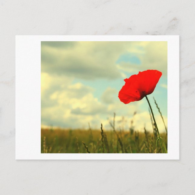 Summerdream Postkarte (Vorderseite)