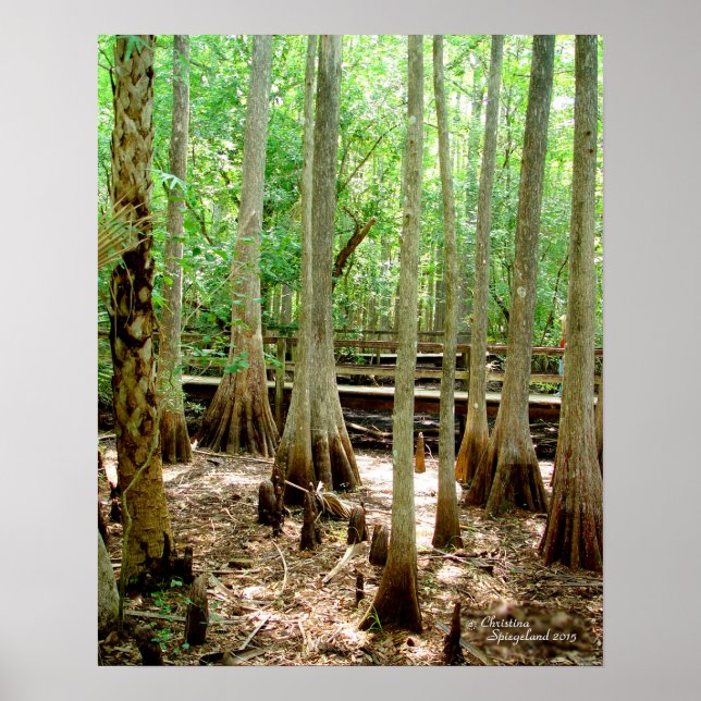 Sumpf-Cypress-Bäume Waldposter Poster (Vorne)