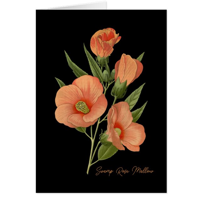 Sumpfgebiet-Rose (Vorne)