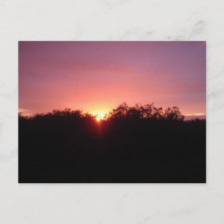 Sumpfgebiet-Sonnenuntergang über den Bäumen Postkarte