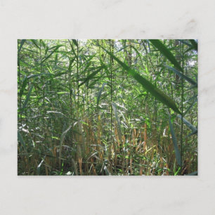 Sumpfgras Postkarte