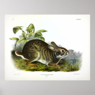 Sumpfhaare (Sumpfkaninchen) von Audubon Poster