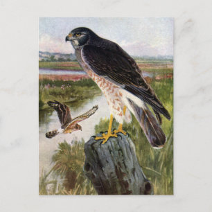 Sumpfweihe Postkarte