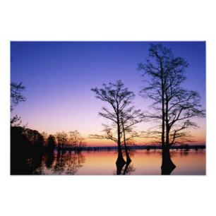 Sumpfzypressen vor Sonnenuntergang, Fotodruck