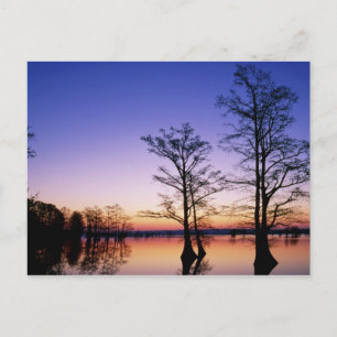 Sumpfzypressen vor Sonnenuntergang, Postkarte