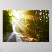 Sun Beams Through Forest in Acadia National Park