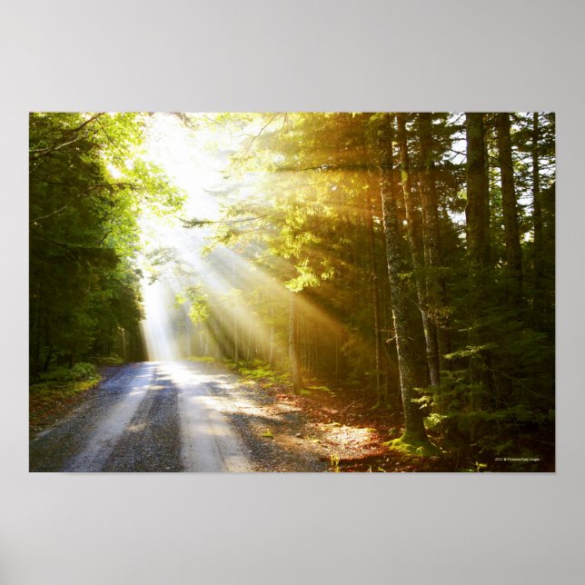 Sun Beams Through Forest in Acadia National Park Poster (Vorne)