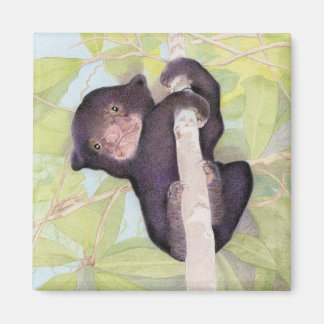 Sun Bear Cub Magnet