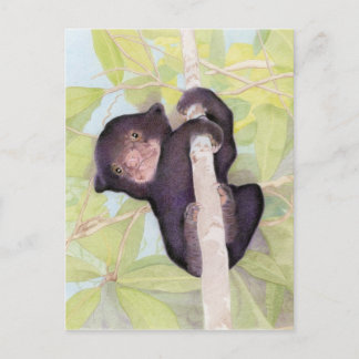 Sun Bear Cub Postcard Postkarte