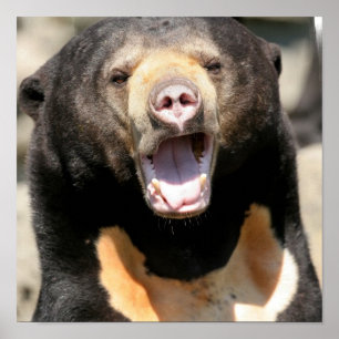 Sun Bear Posters Poster