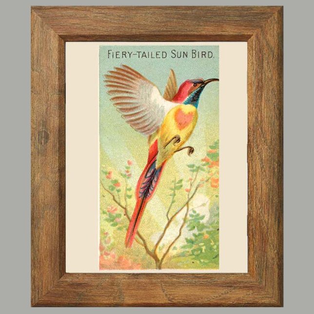Sun Bird, Set 6 Bird Gallery Wall, 2 von 6 Poster (Von Creator hochgeladen)