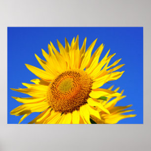 Sun-Blume Poster