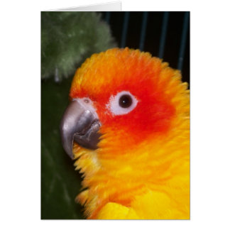 Sun Conure