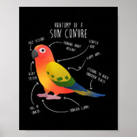 Sun Conure Anatomy Funny Niedlich Pet Parrot Bird