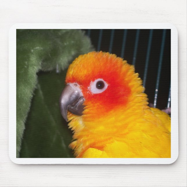 Sun Conure Mousepad (Vorne)