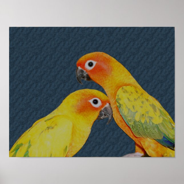 Sun Conure Parrot Pair Bird Poster (Vorne)