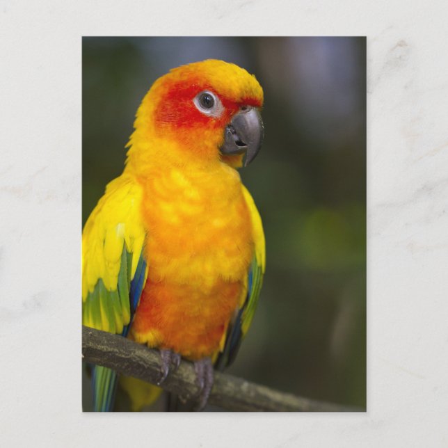 Sun Conure Parrot Postcard Postkarte (Vorderseite)