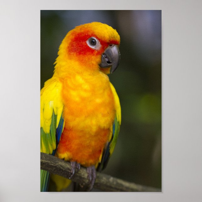 Sun Conure Parrot Poster (Vorne)