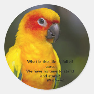 Sun Conure Parrot Sticker (mit Text)