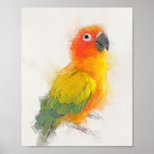 Sun Conure Portrait Poster
