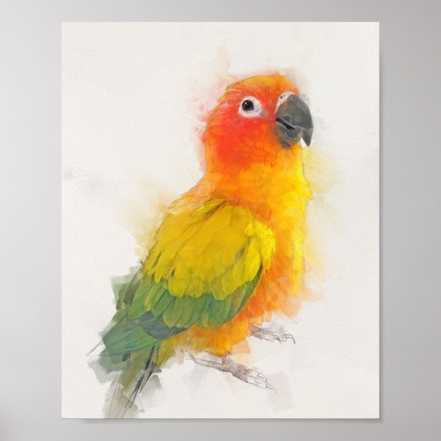 Sun Conure Portrait Poster (Vorne)