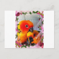 Sun Conure