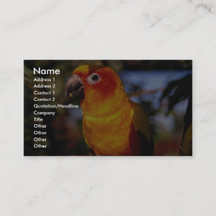 Sun conure visitenkarte
