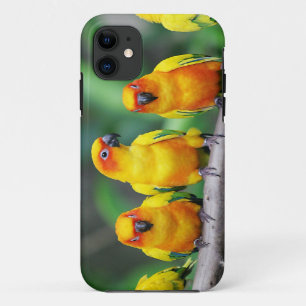 Sun Conures Case-Mate iPhone Hülle
