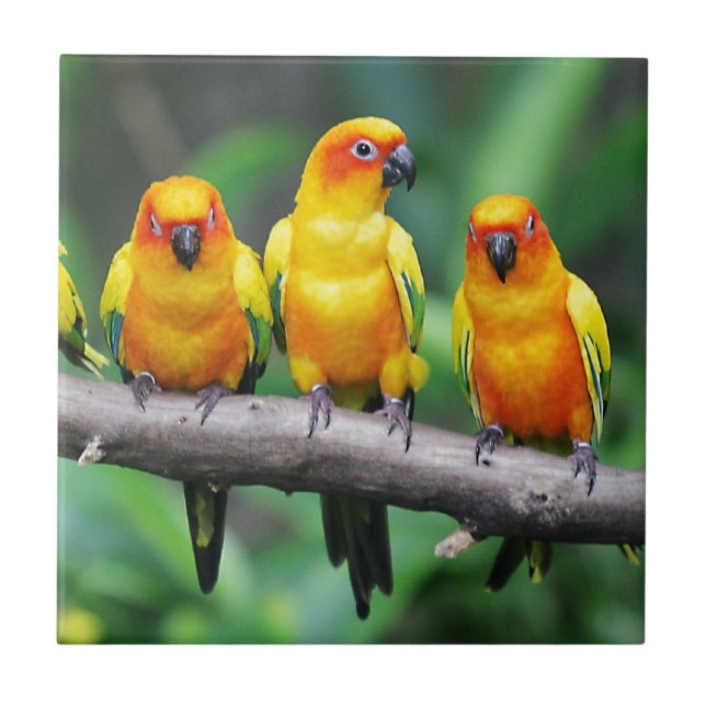 Sun Conures Fliese (Vorderseite)