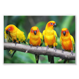 Sun Conures Fotodruck