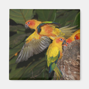 Sun Conures Magnet