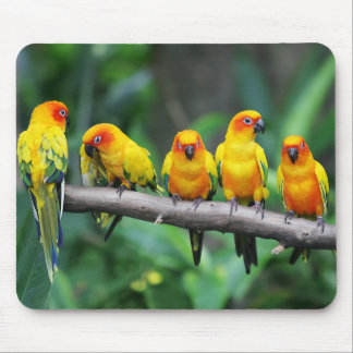Sun Conures Mousepad