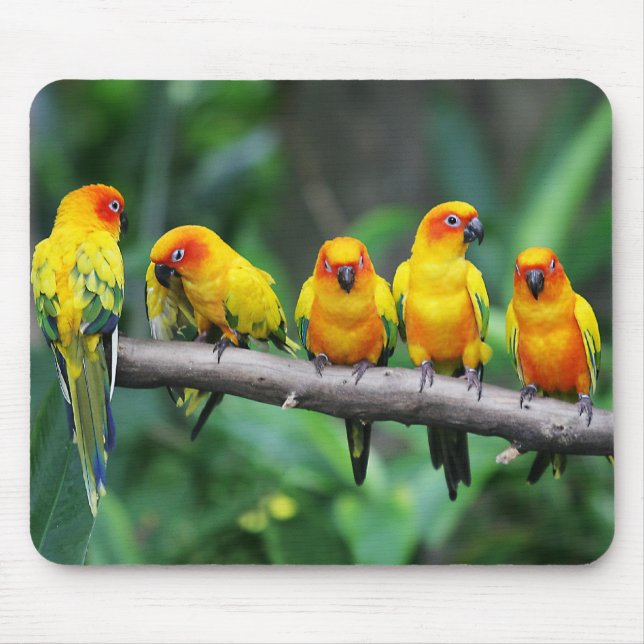 Sun Conures Mousepad (Vorne)