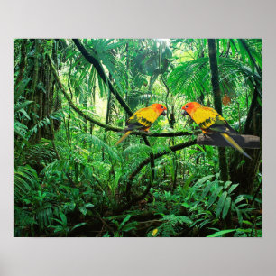 Sun Conures Poster