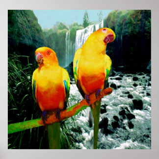 Sun Conures Poster