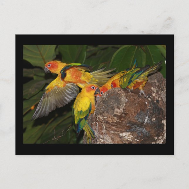 Sun Conures Postkarte (Vorderseite)
