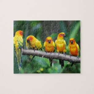 Sun Conures Puzzle