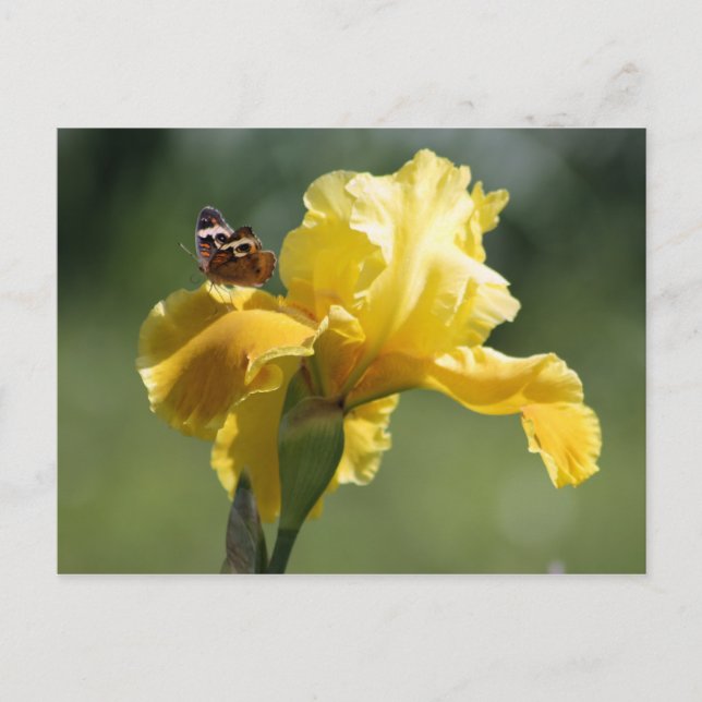 Sun Dancer Iris & Butterfly Fotografie Art Postkarte (Vorderseite)