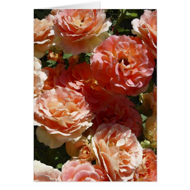 Sun dappled Rosen (Vorne)