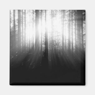 Sun, der durch Bäume im Wald scheint Magnet