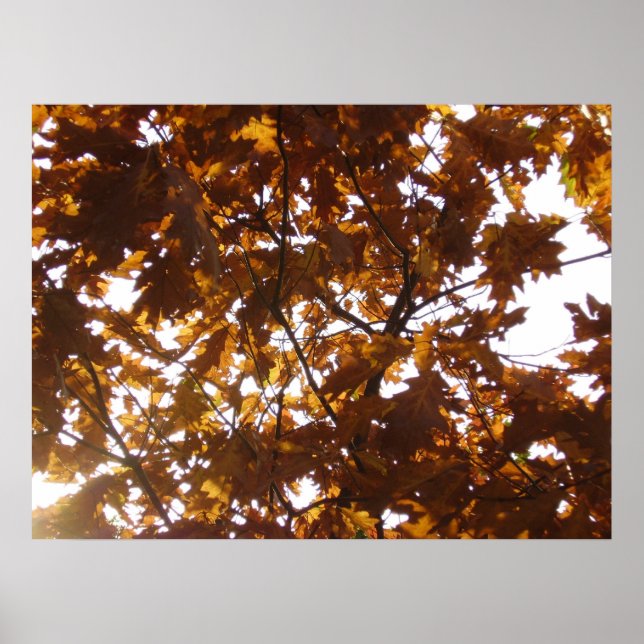 Sun Diamond auf Herbstlauben Poster (Vorne)