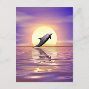 Sun Dolphin Postkarte