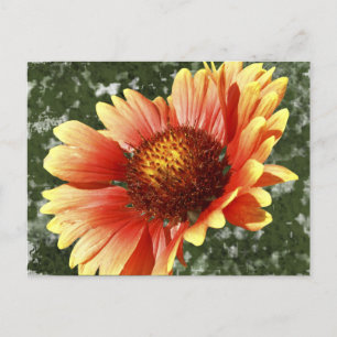 Sun Drenched Gaillardia Postkarte
