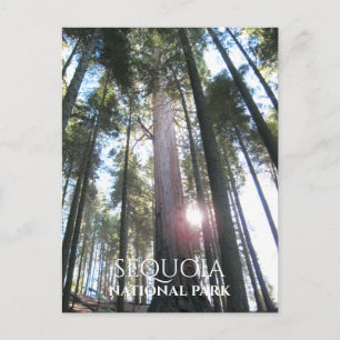 Sun durch Sequoia Trees Sequoia NP, Kalifornien Postkarte
