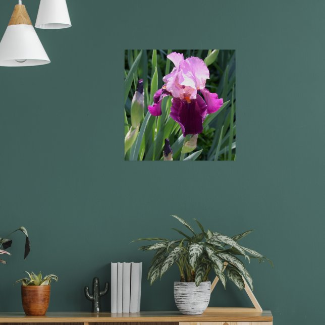 Sun-geküsste Pink-Iris-Blume Poster (Wohnzimmer 1)