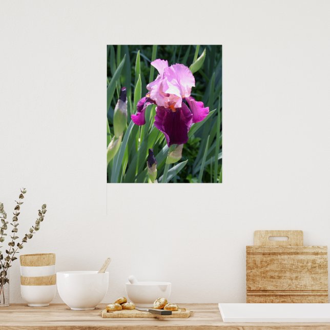 Sun-geküsste Pink-Iris-Blume Poster (Küche)