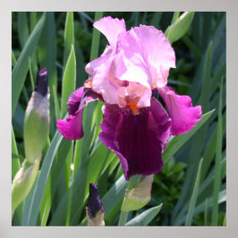 Sun-geküsste Pink-Iris-Blume Poster